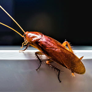 Cockroach