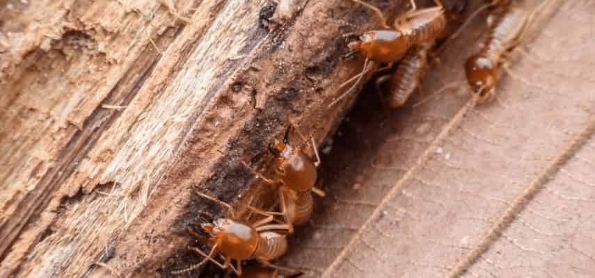Get Rid Of Termites