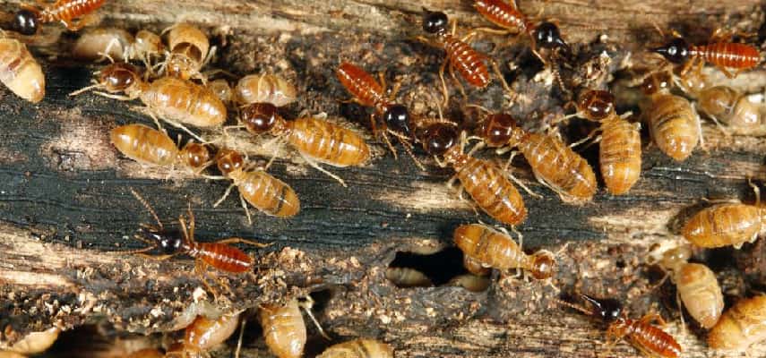  Termites Called Dangerous Pests