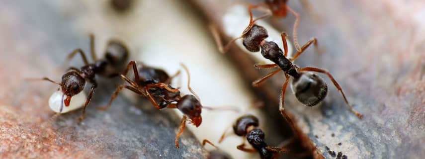Ant Control Parkinson