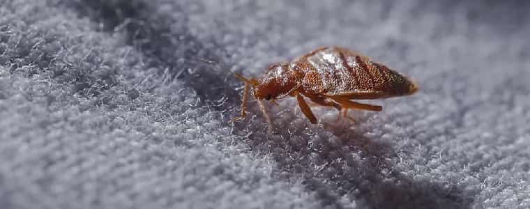 Bed Bug Control Helensvale