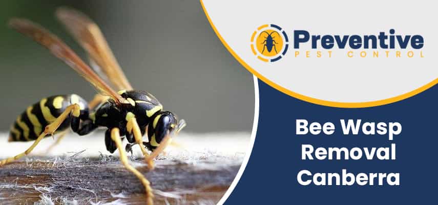 Bee Wasp Removal Garran