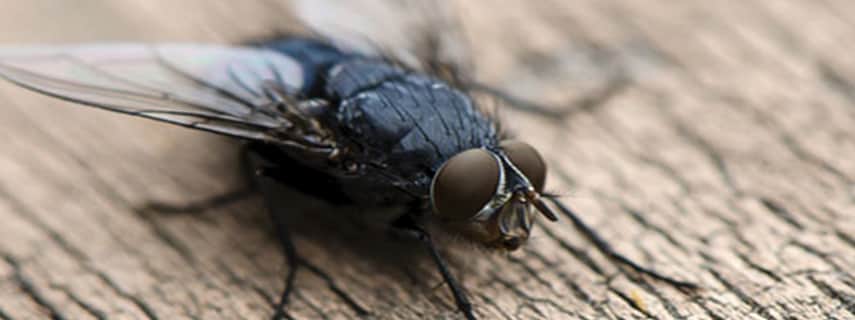 Flies Control Harristown