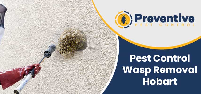 Pest Control Wasp Removal Tinderbox