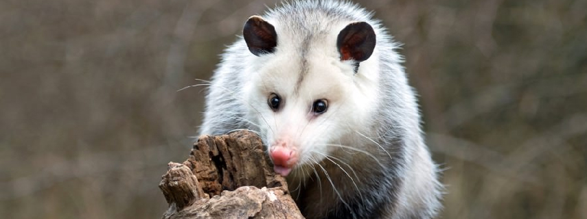 Possum Removal Upper Tenthill