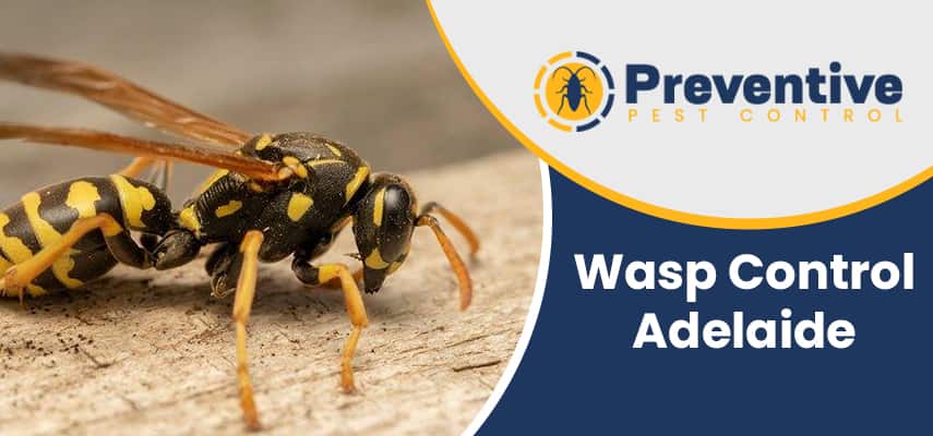 Wasp Control North Adelaide