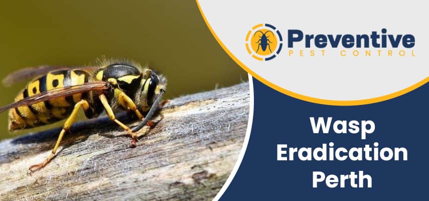 Wasp Eradication Marmion