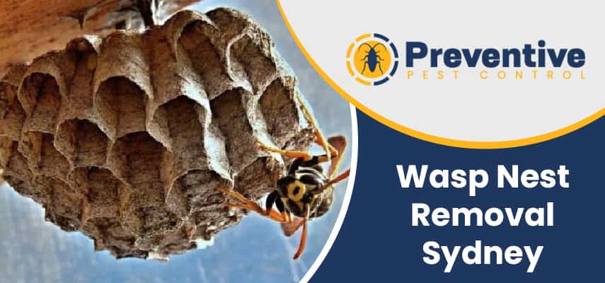 Wasp Nest Removal Jerrara