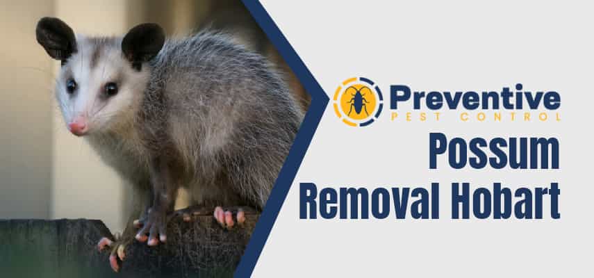 Possum Removal In Roches Beach