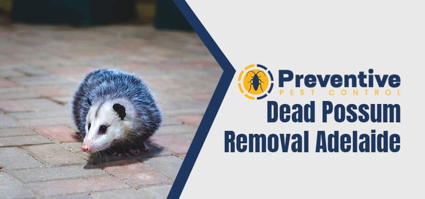 Possum Removal Services In Coobowie