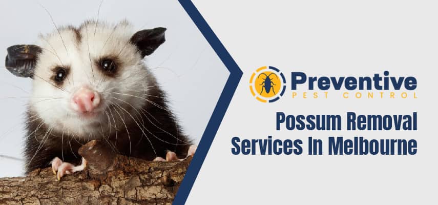 Possum Removal Services In Sebastopol
