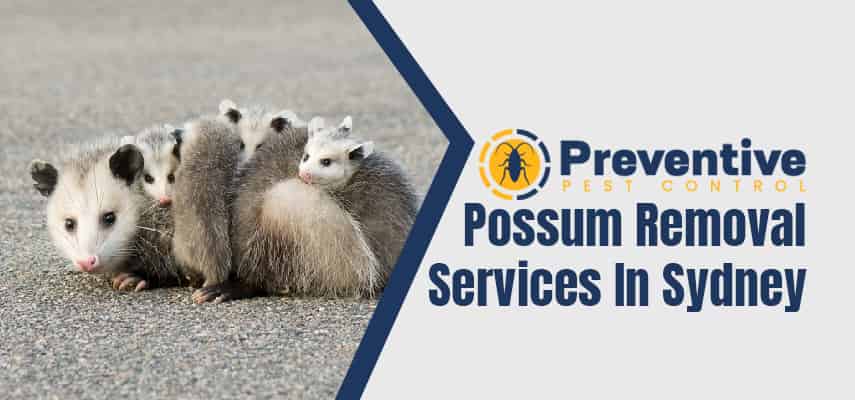 Possum Removal Services In Gordon